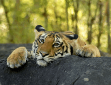 a tiger laying on a rock with its paws on the rock