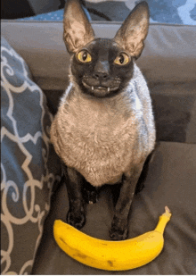 a cat sitting on a couch with a banana in front of it