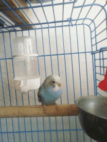 a blue bird sitting on a perch in a cage