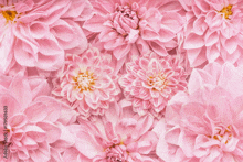 a bunch of pink flowers with a yellow center on a white background