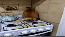 a cat sitting on top of a stove with a tea kettle in the background