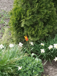 a red and yellow flower is surrounded by white flowers and greenery