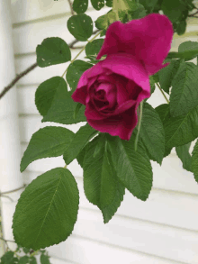 a purple rose is surrounded by green leaves in front of a white house