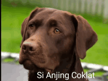 a close up of a brown dog with si anjing coklat written on the bottom