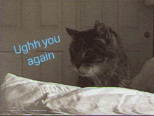 a cat laying on a bed with the words " ughh you again " on the bottom