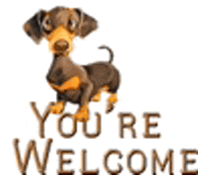 a dachshund is standing in front of the words you 're welcome .