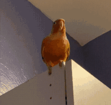 a parrot is perched on a corner of a cabinet