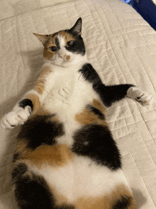 a calico cat laying on its back on a bed looking at the camera