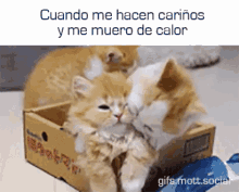 two kittens laying in a cardboard box with the caption cuando me hacen carinos y me muero de calor