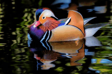 a colorful duck is swimming in the water