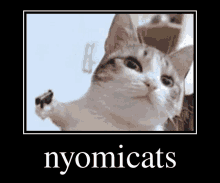 a picture of a cat in a frame with the word nyomicats on it