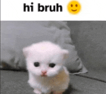 a small white kitten is sitting on a couch with a smiley face on it .