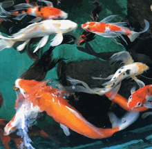 a group of colorful fish are swimming in a tank