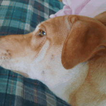 a close up of a brown and white dog laying on a bed