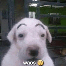 a white dog with a fake eyebrow is sitting in front of a fence .