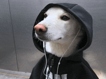 a white dog wearing a black hoodie and earphones