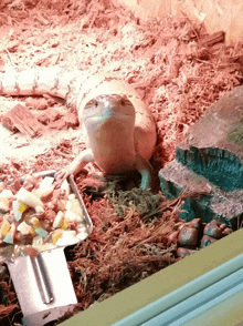 a lizard is eating from a tray of fruit