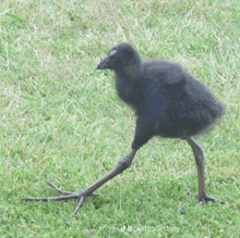 a small black bird with long legs is standing in the grass with a caption that says plutos destiny