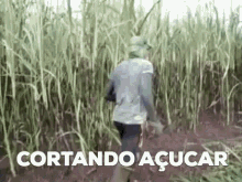 a man is walking through a field of tall grass with the words cortando açucar written on the bottom .