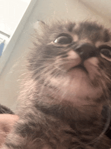 a close up of a cat 's face looking up