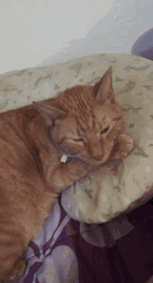 a cat is laying on a pillow with a dinosaur pattern