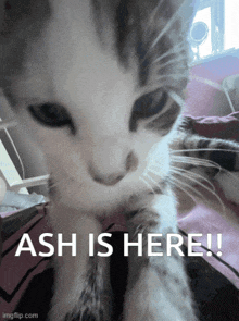 a close up of a cat with the words " ash is here " above it