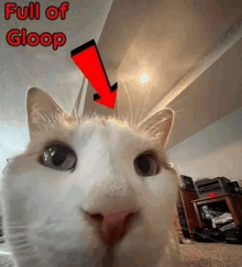 a white cat with a red arrow pointing to its head and the words full of gloop above it