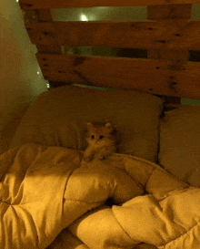 a kitten is laying on a bed with a yellow comforter