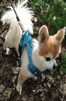 a small dog is wearing a blue harness