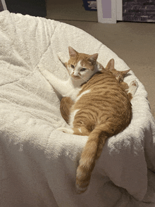 two cats are laying on a white blanket on a bed