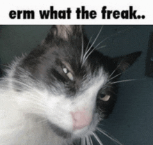 a black and white cat with the words " erm what the freak " below it