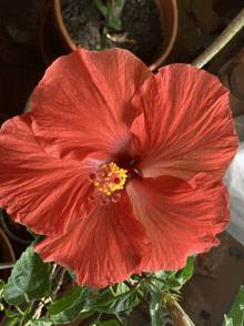 a red hibiscus flower with a yellow center