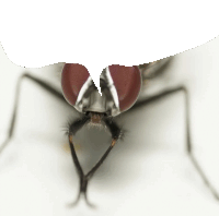 a close up of a fly 's face with a speech bubble above it