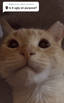 a close up of a cat 's face with a reply to itz_zelly 's comment is it ugly on purpose