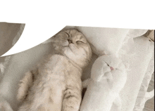 a cat sleeping next to a stuffed animal on a bed