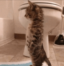 a kitten standing in front of a toilet