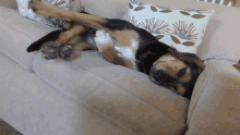 a dog laying on its back on a couch with pillows