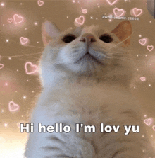 a white cat says hi hello i 'm lov you surrounded by pink hearts