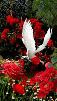 a white bird is flying over a field of red roses