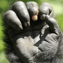 a close up of a gorilla 's hand and fingers .