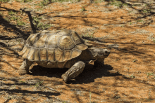 a large tortoise is walking across the dirt