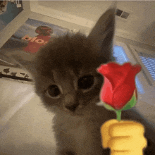 a kitten is holding a red rose in front of a fist .