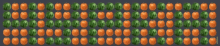 a row of watermelons and pumpkins are arranged in a row