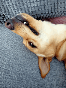 a close up of a dog laying on a couch