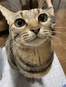 a close up of a cat 's face looking up at the camera