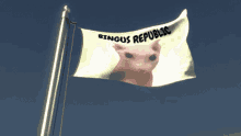 a flag with a picture of a cat and the words " bingus republic " on it