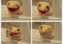 a lizard is smiling with its mouth open in four different positions .