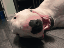 a white dog with a black nose is laying on the floor with its mouth open