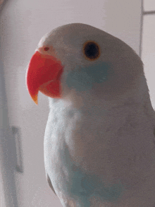 a close up of a white parrot with a red beak and blue feathers