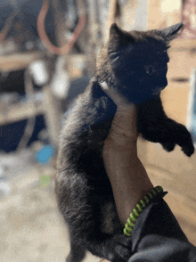 a person holding a small black kitten with a green bracelet on their wrist